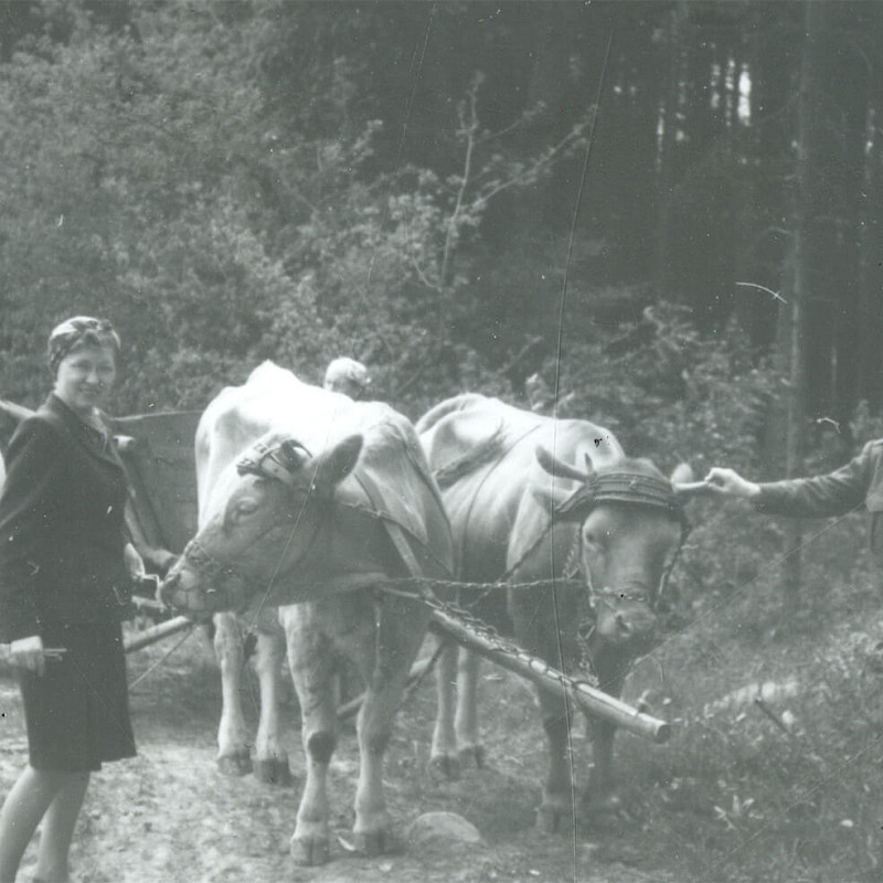 Ben and Gertrude posing next to cows en route to Nuremberg, May 1947